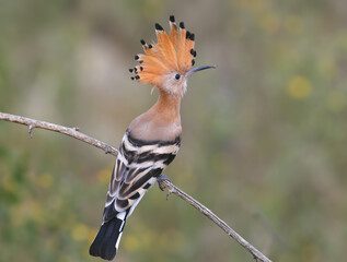 Adult Eurasian Hoopoe (Upupa epops) perched on a branch, displaying its spectacular fully opened crest against a blurred background. © VOLODYMYR KUCHERENKO