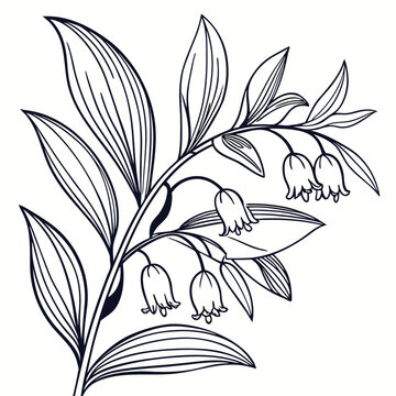 solomons sea line vector flower