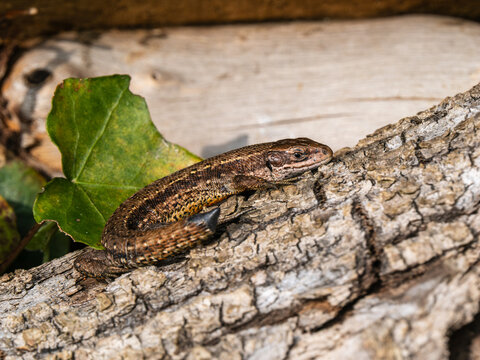 A Common Lizard With a Tail Loss
