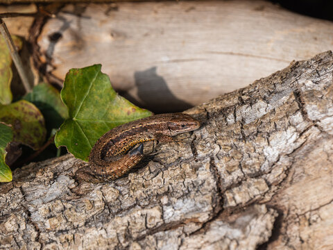 A Common Lizard With a Tail Loss