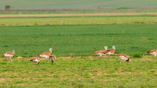 great bustards, Otis tarda, walking on grassland, searching for food 226