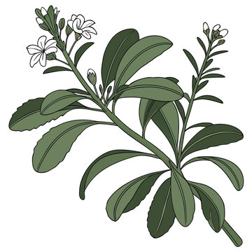 scaevola nitida
