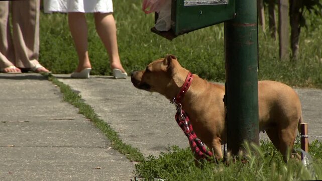 dog standing on sidewalk