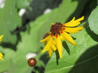Zbliżenie na kwiat coreopsis tinctoria © Kumulugma