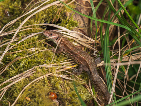 A Common Lizard in a Meadow