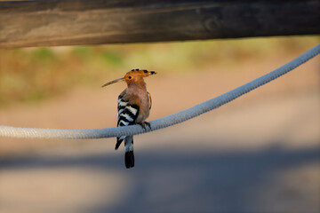 Eurasian Hoopoe (Upupa epops) perched on a white rope © Jhony