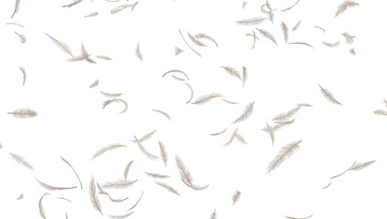 Soft white feathers falling on transparent background, floating feather airy motion © Bawornpak