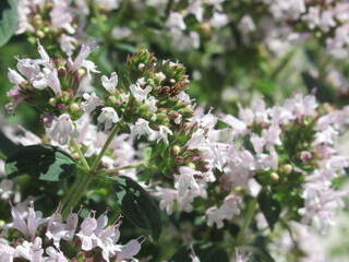 Zbliżenie na kwiaty oregano © Kumulugma