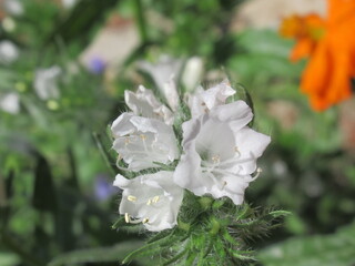 Zbliżenie na kwiat echium vulgare © Kumulugma