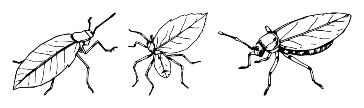 Leaf insect set with hand-drawn line art design featuring jagged edges, detailed patterns, outline style with entomology and natural elements