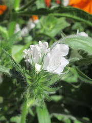 Zbliżenie na kwiat echium vulgare © Kumulugma