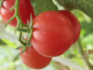 Zbliżenie na pomidorki cherry © Kumulugma