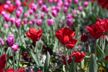 Obraz premium Pink Tulips Close-Up in Soft Light. Spring Floral Background. Close up of fresh blooming pink tulips in soft natural light. 