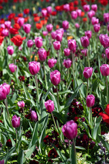 Obraz premium Pink Tulips Close-Up in Soft Light. Spring Floral Background