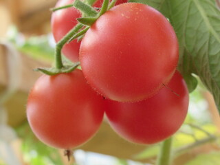 Zbliżenie na pomidorki cherry © Kumulugma