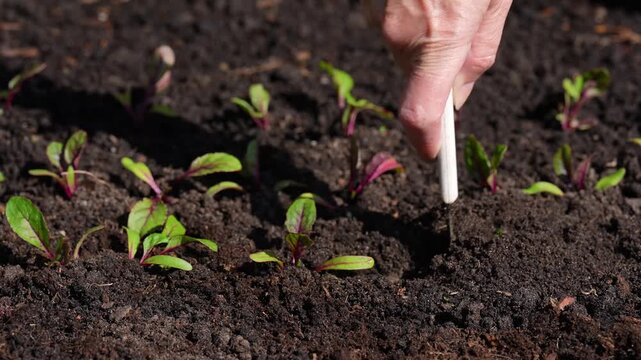 Gardener thinning seedlings in the garden bed