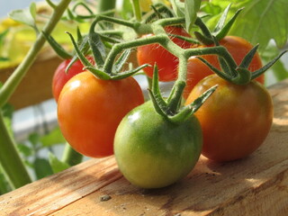 Zbliżenie na pomidorki cherry © Kumulugma