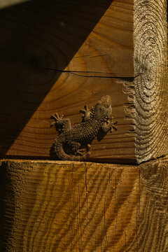 Salamanquesa, geco, reptil, lagarto, peque&ntilde;o, piel, rugosa, escamas, tub&eacute;rculos, dedos, anchos, ventosas, camuflaje, color, gris, pardo, oscuro, madera, tronco, poste, vetas, anillos, crecimiento, tex