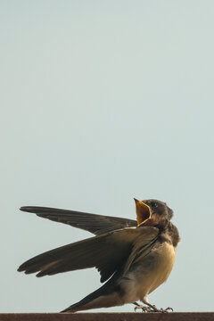 Golondrinas, aves, p&aacute;jaros, alimentaci&oacute;n, cr&iacute;as, polluelos, nido, vuelo, aire, alas, extendidas, plumas, azul, oscuro, pecho, claro, beige, pico, abierto, hambre, insecto, comida, instinto