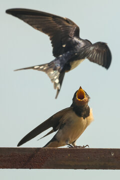 Golondrinas, aves, p&aacute;jaros, alimentaci&oacute;n, cr&iacute;as, polluelos, nido, vuelo, aire, alas, extendidas, plumas, azul, oscuro, pecho, claro, beige, pico, abierto, hambre, insecto, comida, instinto