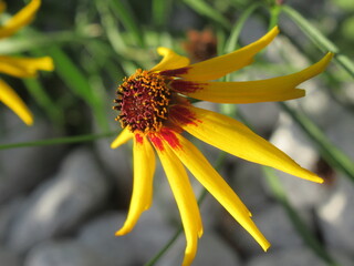Zbliżenie na kwiat coreopsis tinctoria © Kumulugma