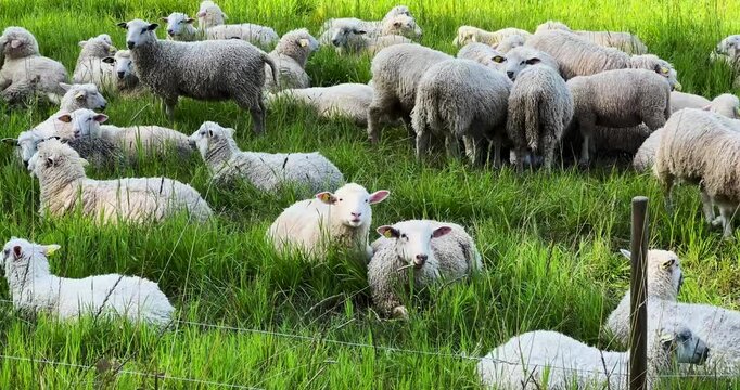 sheep and lambs
