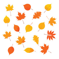 Fototapeta premium Collection of colorful autumn leaves vector illustration