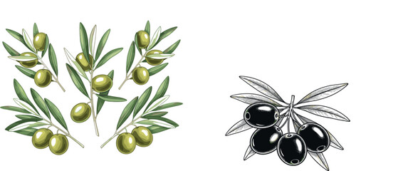 Olive branches set with green and black olives detailed hand drawn and colored botanical vector illustration isolated background © EdGe Creative