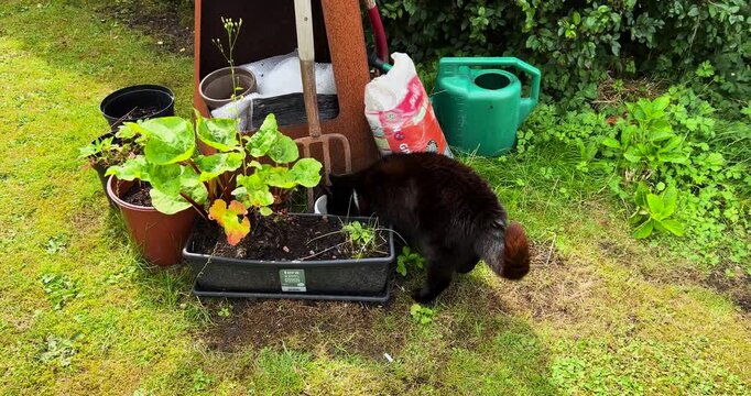 Garden objects and plants with cat