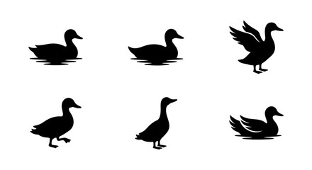 Fototapeta premium Black duck silhouette collection, set of 6 mallard waterfowl icons, swimming and standing bird vector shapes, wild duck hunting and nature graphics