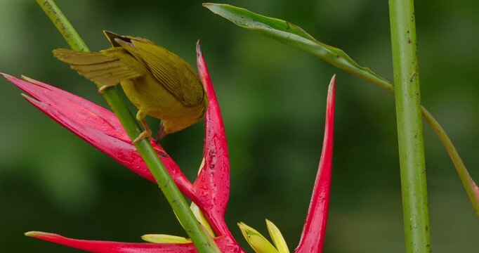Olive-green tanager (Orthogonys chloricterus) drinking nectar from a heliconia flower in atlantic rain forest Brazil 