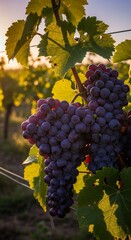 Fototapeta premium Photorealistic Purple Grapes Hanging in a Sunlit Vineyard