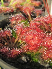 Zbliżenie na drapieżne rośliny z gatunku drosera © Kumulugma