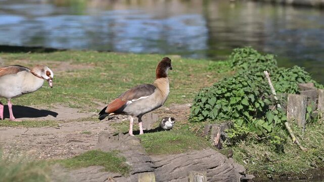 Egyptian geese family by the lake