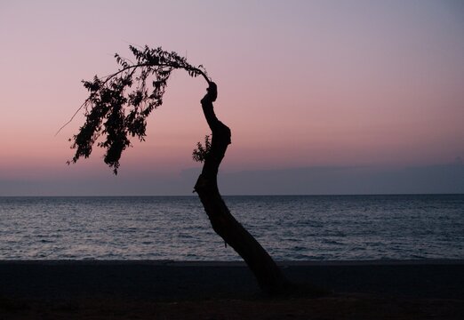 Silhouette of a curved tree by the sea during sunset in Lemnos island, Greece. Calm horizon with soft pastel sky colors over the water.
