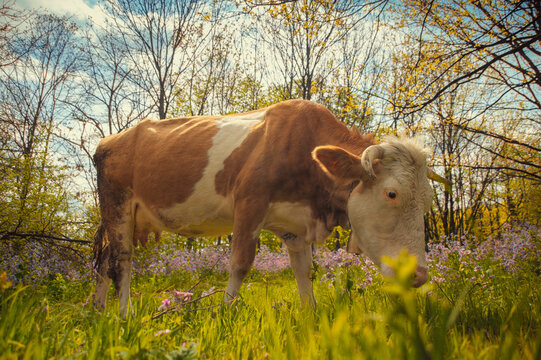 A detailed close up portrait of a single domestic cow in a lush green forest. Focus on its face and expression while it grazes among trees on a sunny day. High quality photography.