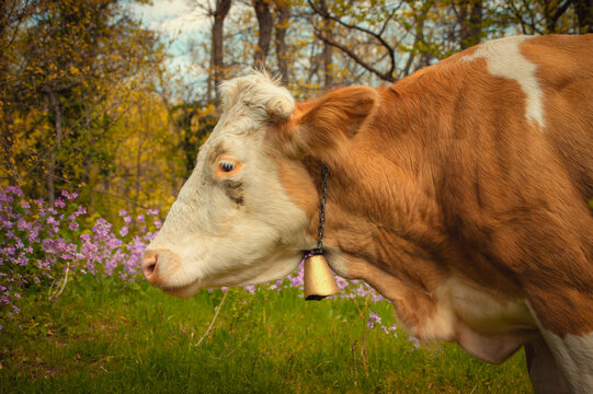 A detailed close up portrait of a single domestic cow in a lush green forest. Focus on its face and expression while it grazes among trees on a sunny day. High quality photography.