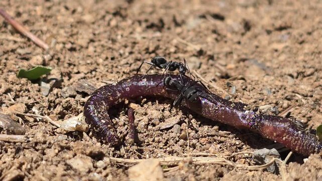
Teamwork of ants moving a giant earthworm to their colony. 4

