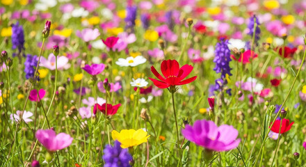 Obraz premium Vibrant wildflowers in bloom a colorful spring meadow scene