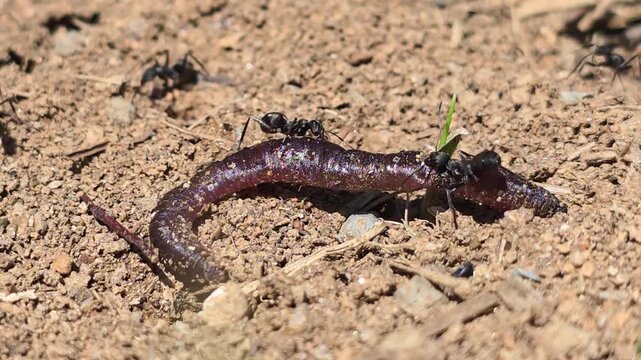


Teamwork of ants moving a giant earthworm to their colony. 10
 