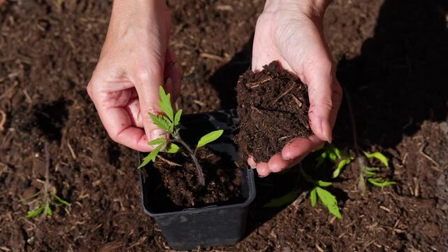 Planting a young green sapling in soil