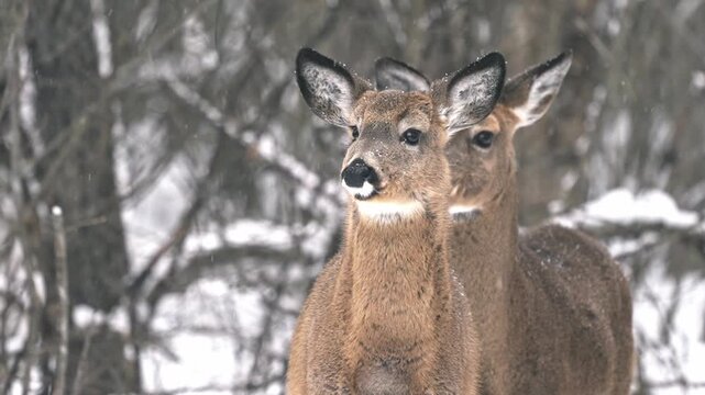Close-up footage of two deer in a snowy winter environment, standing alert and moving their heads in subtle synchronization. The scene captures their cautious behaviour and quiet awareness.