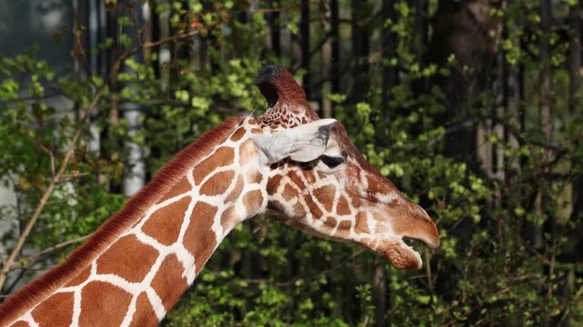 Giraffe, Giraffa camelopardalis is an African even-toed ungulate mammal, the tallest living terrestrial animal and the largest ruminant.