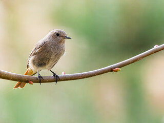Obraz premium redstart female looking for food on twig (Phoenicurus ochruros)