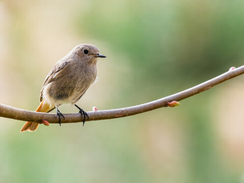 redstart female looking for food on twig (Phoenicurus ochruros)