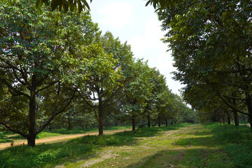 Fototapeta premium Fresh durian tree with nice sky in the garden in Thailand