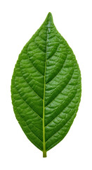 Fototapeta premium Bright green leaf with detailed venation on a black background showcasing its intricate texture and organic form in isolation