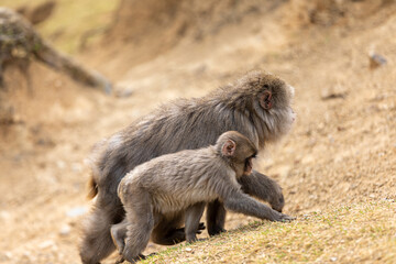 Obraz premium Japanese macaque (Macaca fuscata) in Arashiyama Monkey Park, Kyoto, Japan
