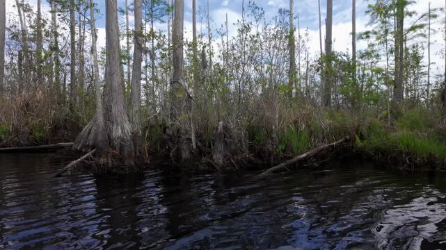 Dolly shot moving across cypress trees and tupelo in the Okefenokee Swamp of Georgia, USA.