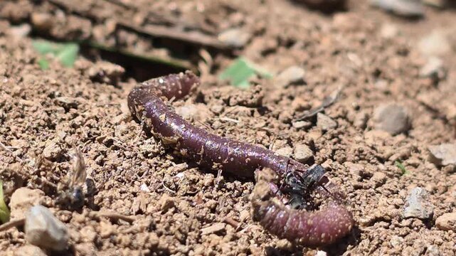 


Teamwork of ants moving a giant earthworm to their colony. 8
